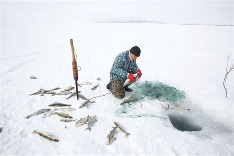 aaral fish|The North Aral Sea Teems With Fish Thanks to Restoration Projects.